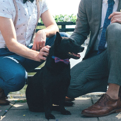 Black Dog in a Purple Bow Tie with Dog Dads