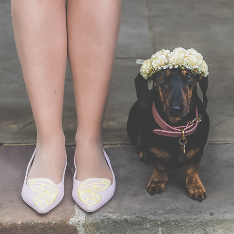 A white woman in white flat shoes legs are beside a miniature dachshund wearing a cream flower crown