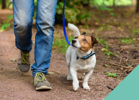 Dog Walking with Dog Dad