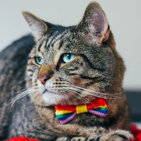 Tabby Cat in a Rainbow Bow Tie