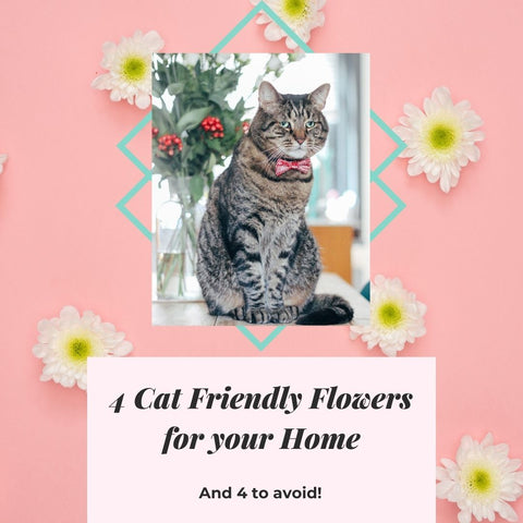 Bloemen die giftig zijn voor katten