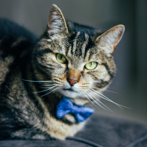 Tabby Cat in a Blue Bow Tie