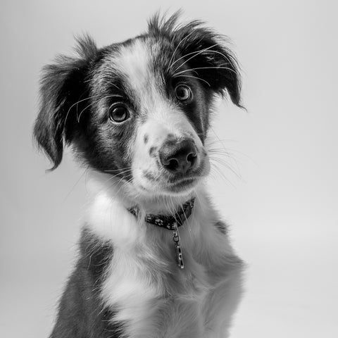 A black and white image of a puppy