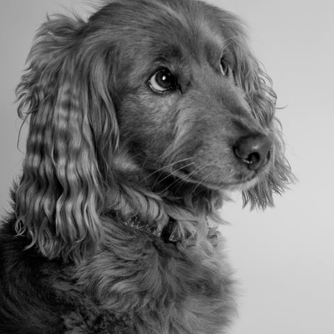A spaniel puppy photographed in black and white