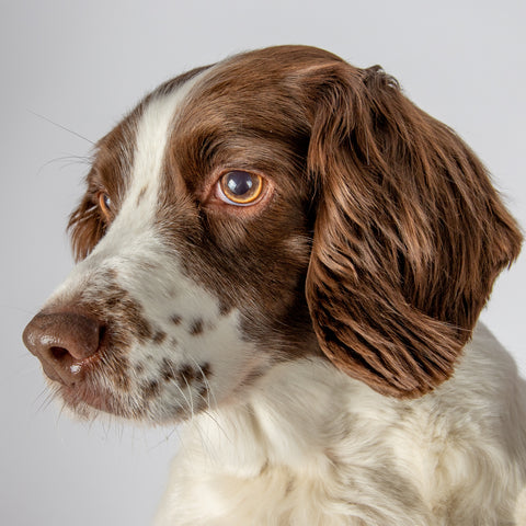 A spaniel looking to the left of camera