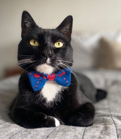 Black Cat in a Blue and Red Loveheart Bow Tie