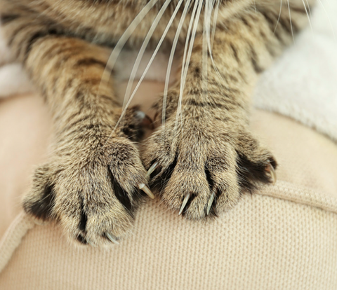 Tabby Cat Claws