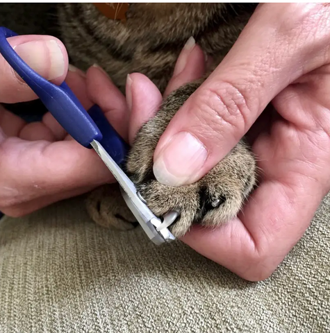 Trimming a Cat's Claws