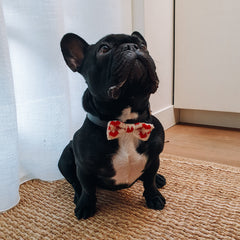 French Bulldog in Love Heart Bow Tie