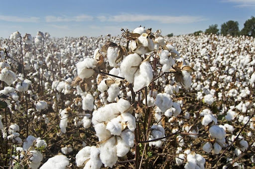 organic cotton in the field 