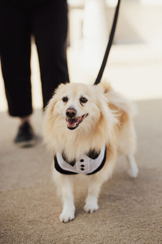 puppy in tuxedo