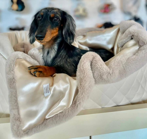 Dachshund in a dog bed with a blanket