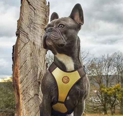 Dog harness Christchurch golden