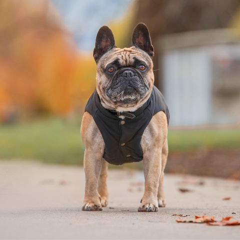 French Bulldog Maurice with winter coat for frenchies