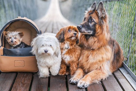 Yorkie im Hunderucksack mit Bolonka, Havaneser, Schäferhund