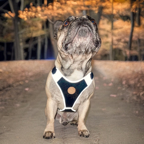 Französische Bulldogge mit reflektierendem Hundegeschirr