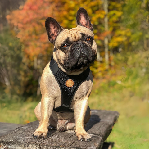 hundegeschirr in schwarz