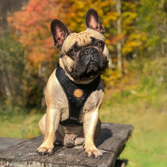 Chief Hunde Anhänger Französische Bulldogge - Lifestyle - Onlineshop