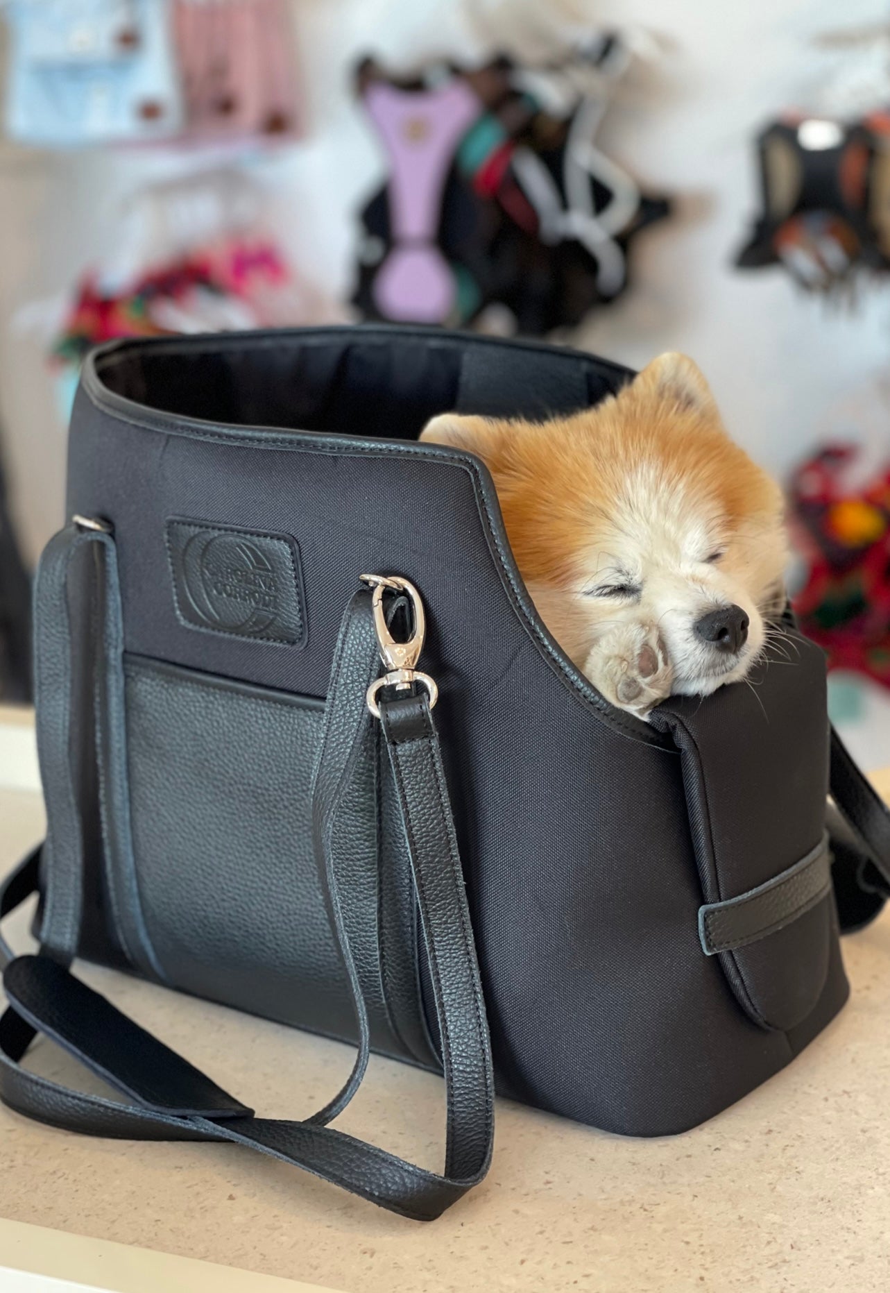 PASHA Collection  Designer Dog Accessories - Puppy Panache