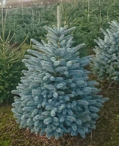 Blue Spruce Tree