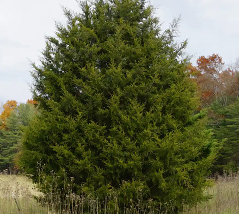 Eastern Red Cedar Tree