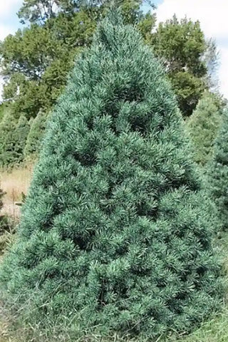 Scotch Pine Tree