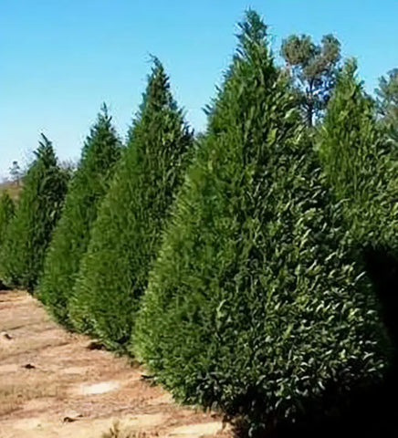 Leyland Cypress Tree