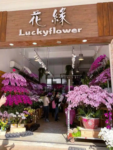 Lucky flower