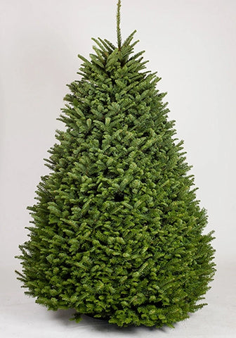 Noble Fir