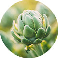 Globe Artichoke