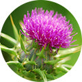 Milk Thistle