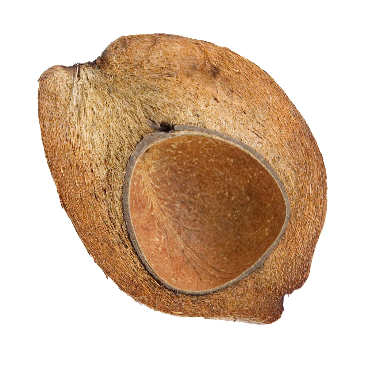 Coconut Shells - Halved and Shaved – Beach Harvest Australian Coconuts