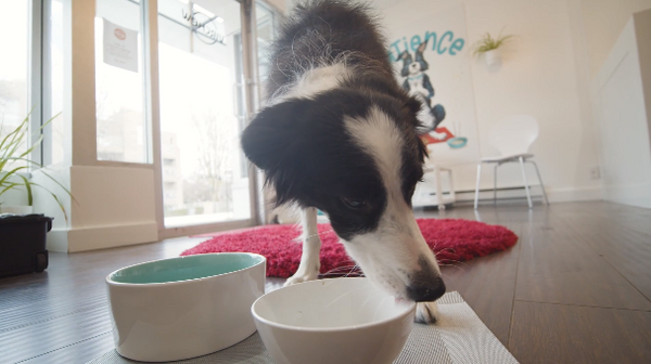 Seva, a border collie, finishes a bowl of plantbased vegan dog food called Virchew that was created in Vancouver, BC, Canada, by Laura Simonson in Kitsilano.