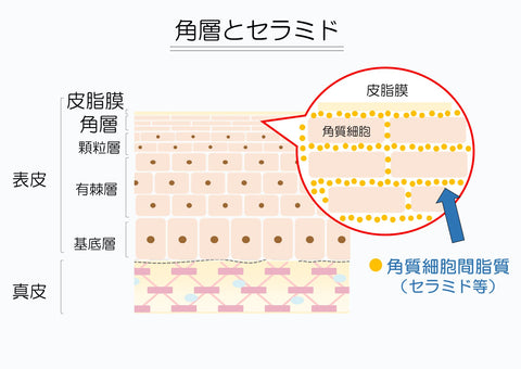 角層とセラミド