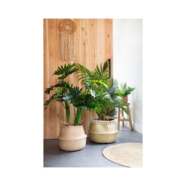 Medium palm tree plant in pot