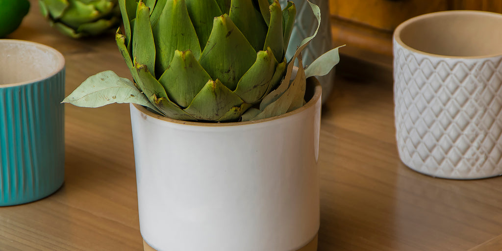 close up de jarrón blanco con franja color café con una planta sobre mesa de madera en entorno natural o jardín