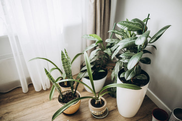 Foto de plantas de interiores