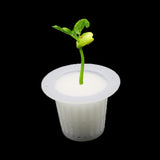Soil-less Hydroponic Seed Sponges and Cups