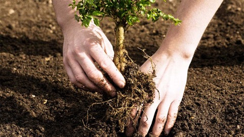 One Tree Planted - Planting tree