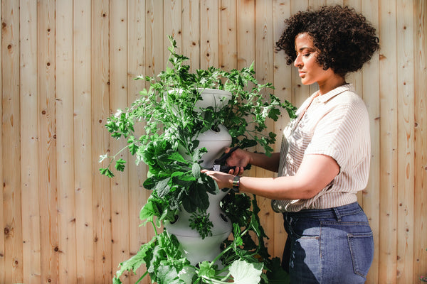 A lady trimming green flowers standing