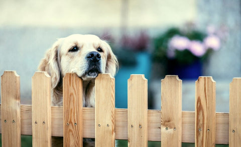 Dog Friendly picket fencing
