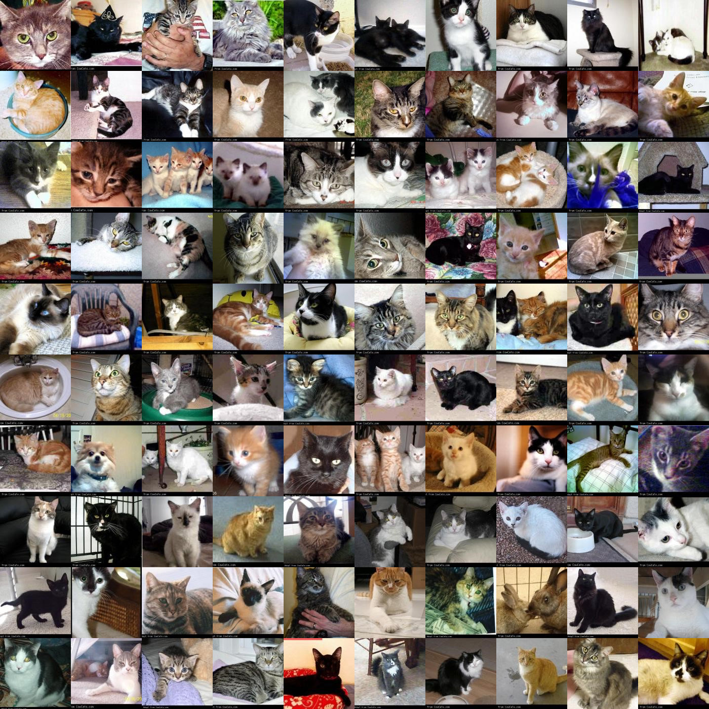 CowCats.com Pet Photo Montage