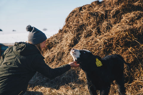 Family farm calves