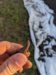 Silage finds