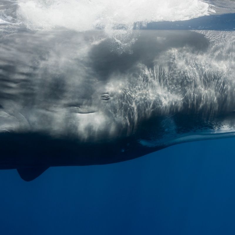 Moby Dick a une peau qui peut atteindre 35 centimètres d'épaisseur, soit près de 14 pouces.
