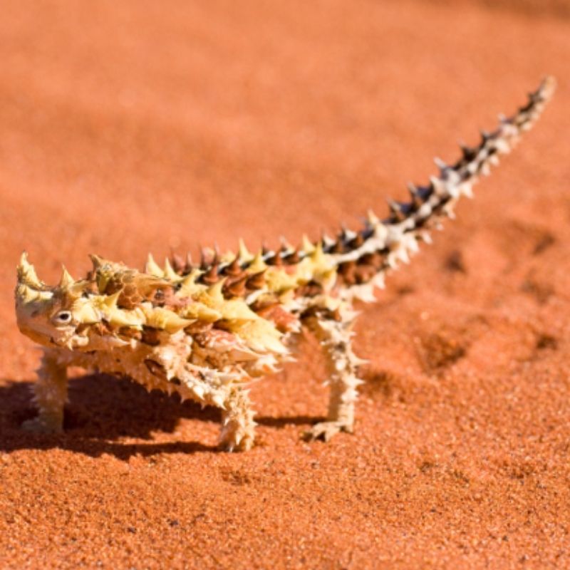 Le moloch, également connu sous le nom de diable épineux, est un étrange lézard qui ressemble à un retour à l'âge des dinosaures.