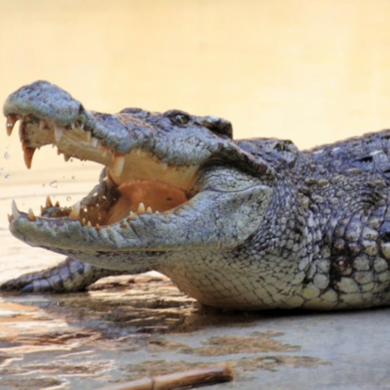 Leur peau du crocodile est légendaire pour sa robustesse et est encore recherchée aujourd'hui pour les bottes, les portefeuilles, les ceintures et les vêtements.