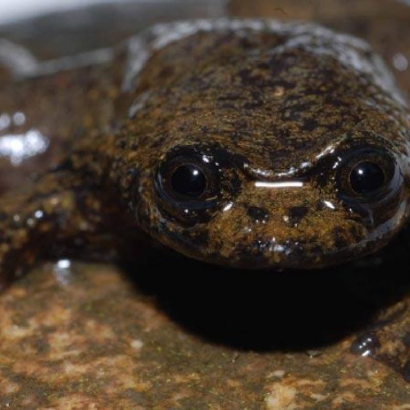 La grenouille à tête plate de Bornéo ne peut ni croasser, ni pépier, ni même siffler.