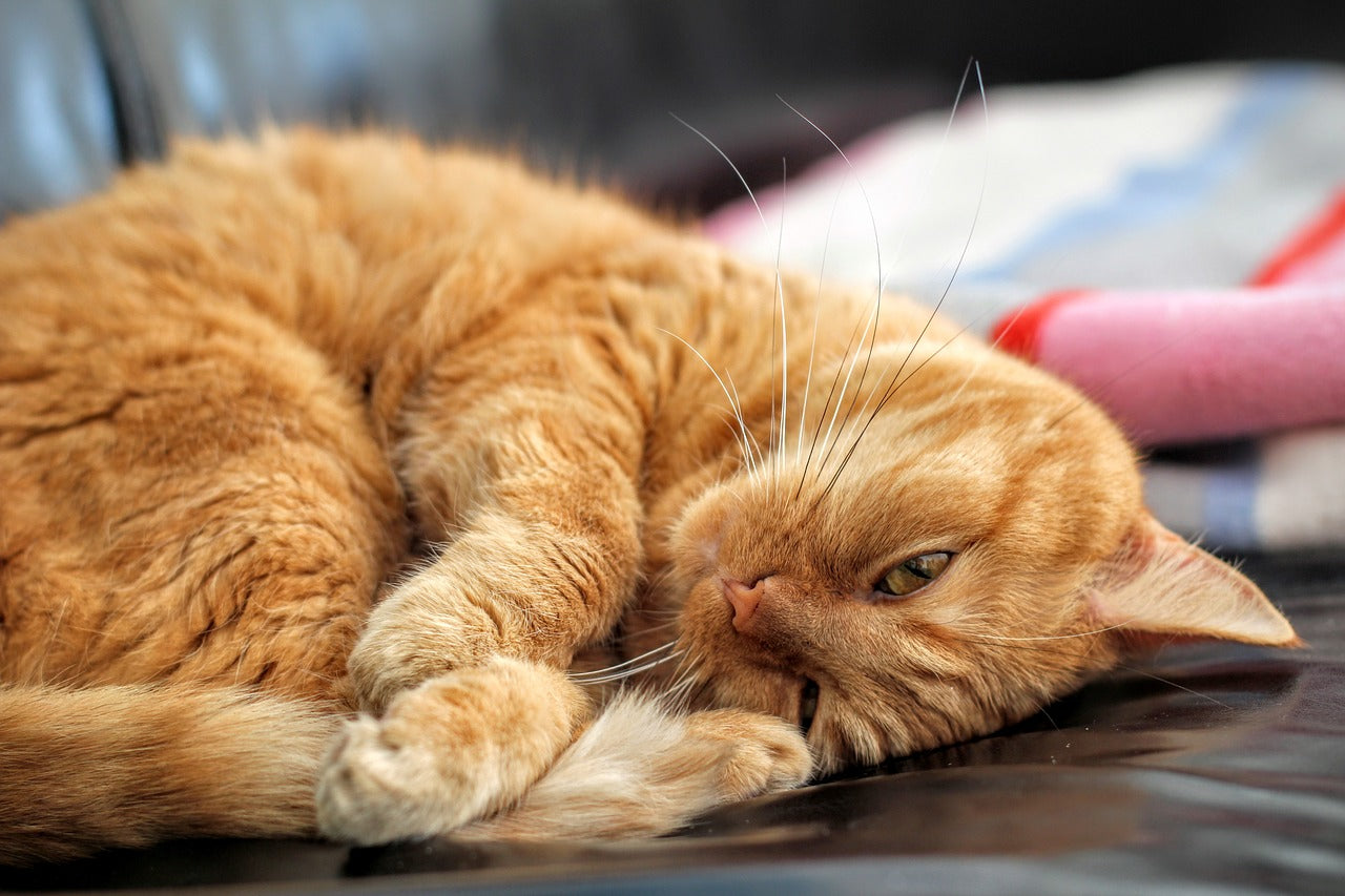 Chat canapé en cuir faux animaux conviviale cuir antibacterieux 