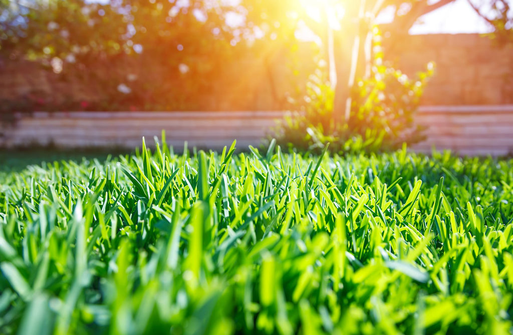 Solo's guide to spring lawncare - sunny backyard with grass